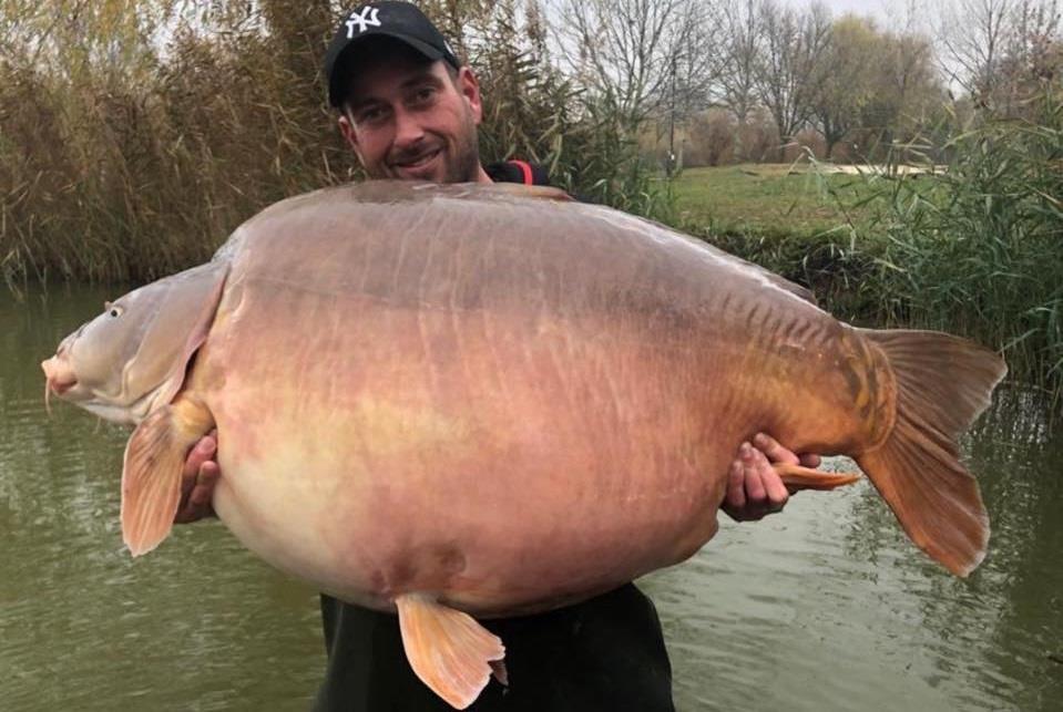 Nou record mondial! A fost prins primul crap de peste 50 de kilograme!
